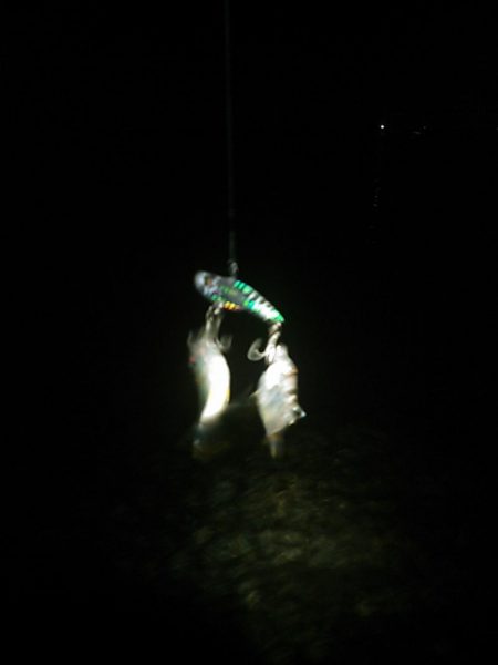 浜名湖 クロダイ シーバスは釣れず