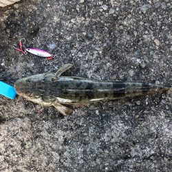 秋のマゴチ美味しくいただきました。