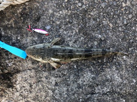 秋のマゴチ美味しくいただきました。