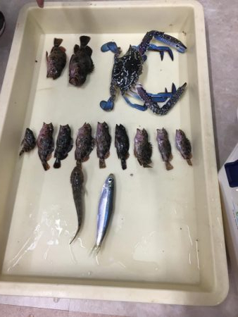 武豊緑地へいってみた。