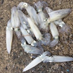 デイヒイカ楽しすぎ!