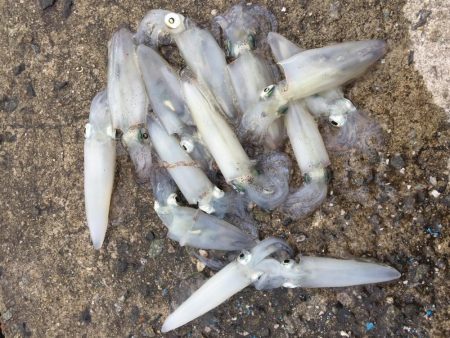 デイヒイカ楽しすぎ！