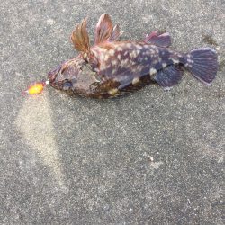 ジギング エギング異常無し!