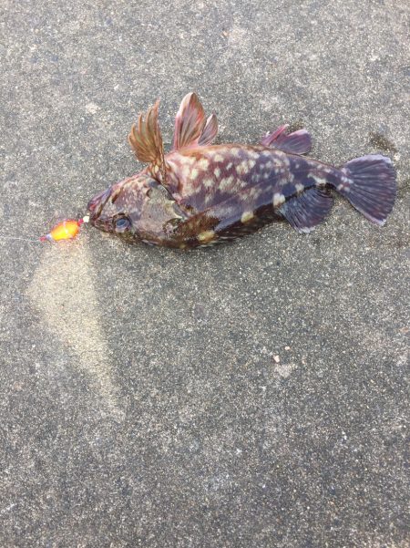 ジギング エギング異常無し!