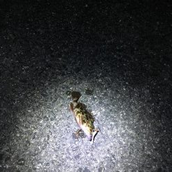 津田・小松島 ライト広域調査