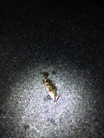 津田・小松島 ライト広域調査