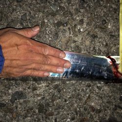 ノマセ不発、でもタチウオはいた！