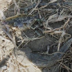 シーバス狙いがフラット祭り