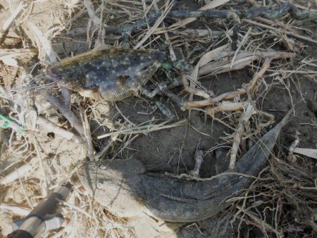 シーバス狙いがフラット祭り