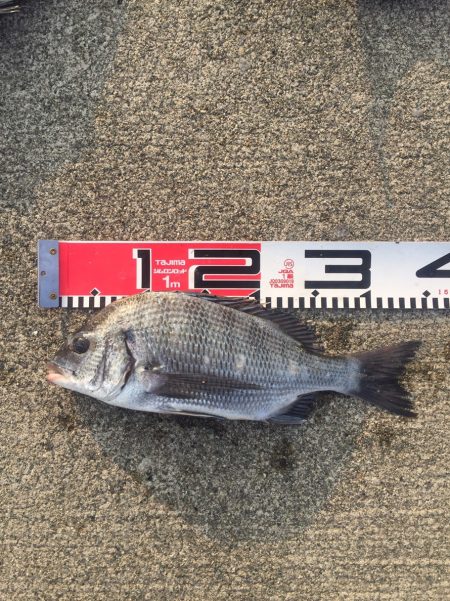 今週の釣果報告！11月10日（土）