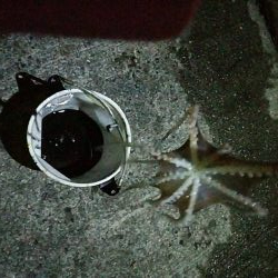 まだまだ好調ヒイカ