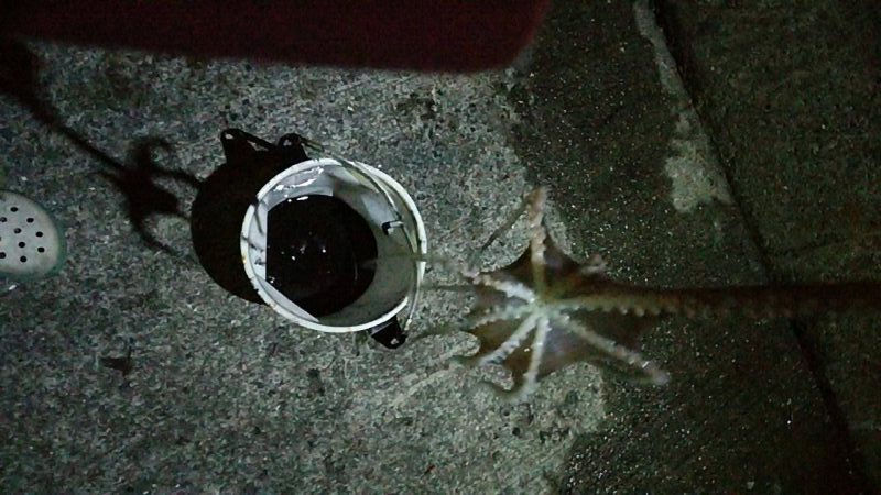 まだまだ好調ヒイカ