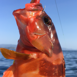 エギング、ロックフィッシュ狙い釣行