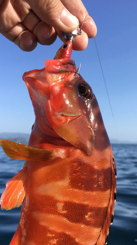 エギング、ロックフィッシュ狙い釣行