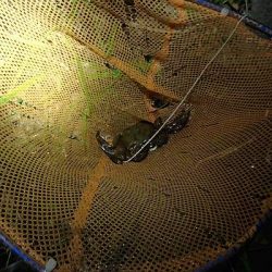 モクズガニ釣り その2