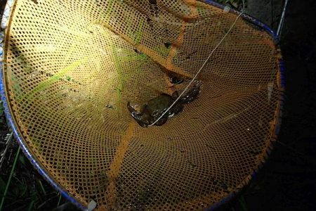 モクズガニ釣り その2