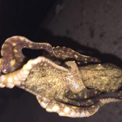 ヒイカ釣り③です。