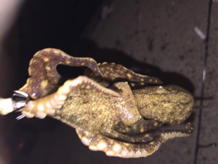 ヒイカ釣り③です。