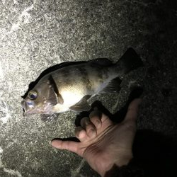 アジングメバリング