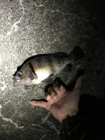 アジングメバリング