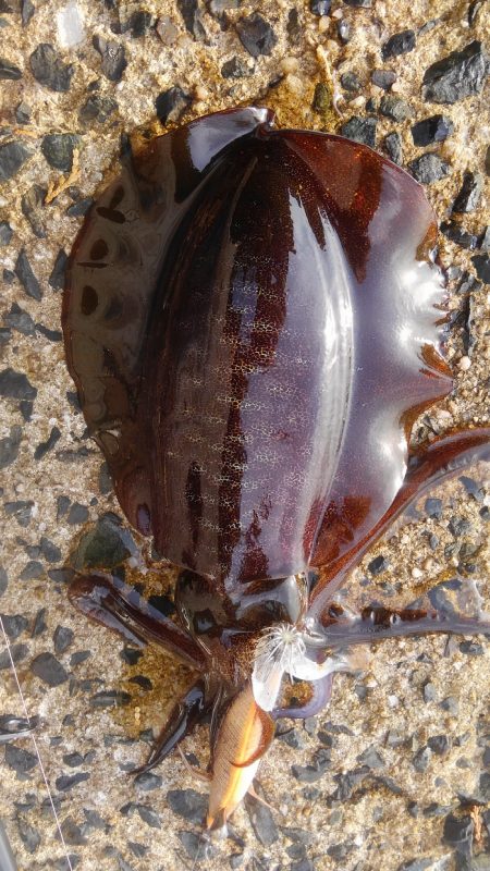 30分早く起きたご褒美‼