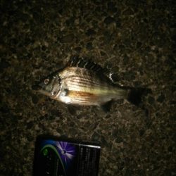 若洲海浜公園 夜釣り