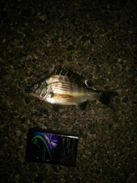 若洲海浜公園 夜釣り
