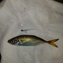 ライトゲーム楽しい‼