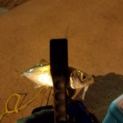 ボチボチな釣果