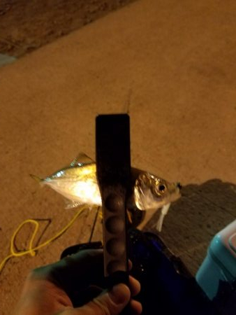 ボチボチな釣果