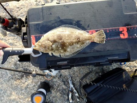 ボチボチな釣果