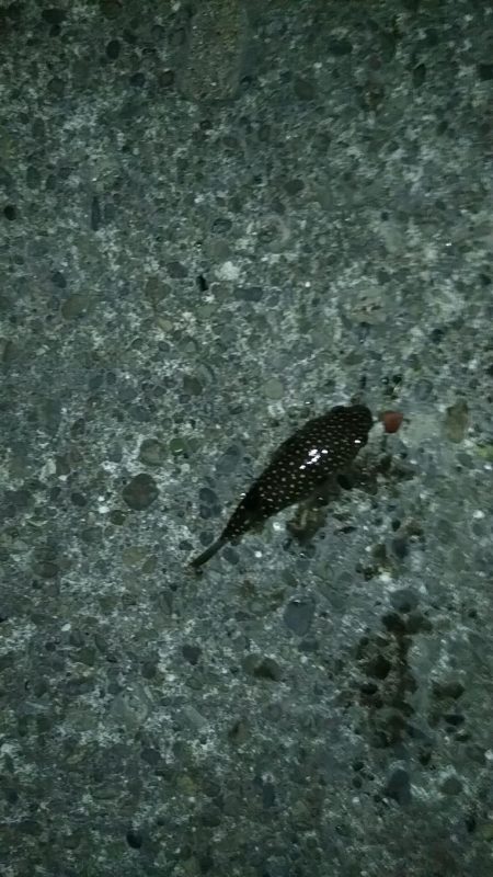 良型シロギスGET