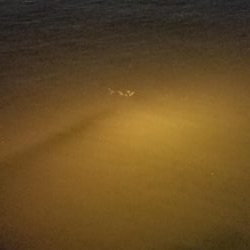 ボチボチな釣果