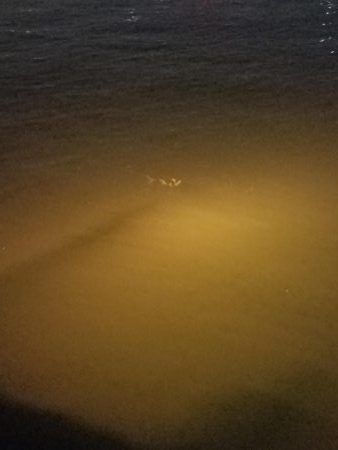 ボチボチな釣果