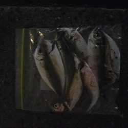 アジング楽しい‼