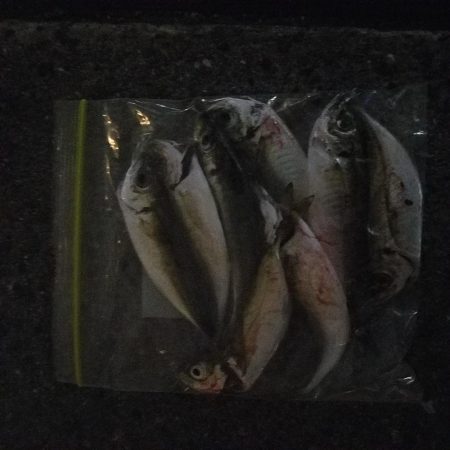 アジング楽しい‼