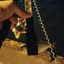 しっぶしぶな釣果