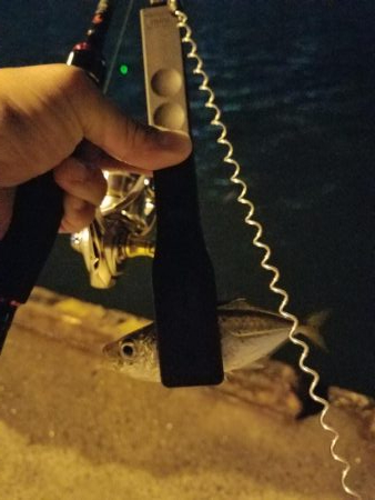 しっぶしぶな釣果