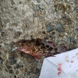 久しぶりの地元メバリング