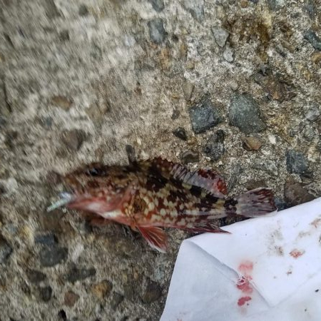 久しぶりの地元メバリング