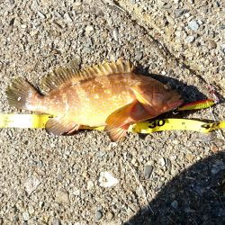 全くダメな日曜日だった