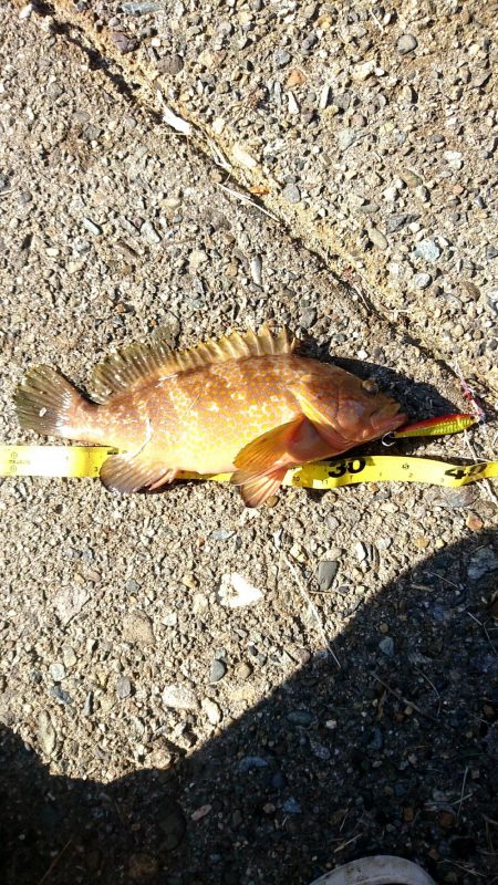 全くダメな日曜日だった