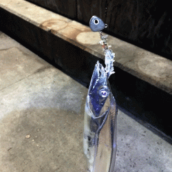 坊勢タチウオ(2018-3)