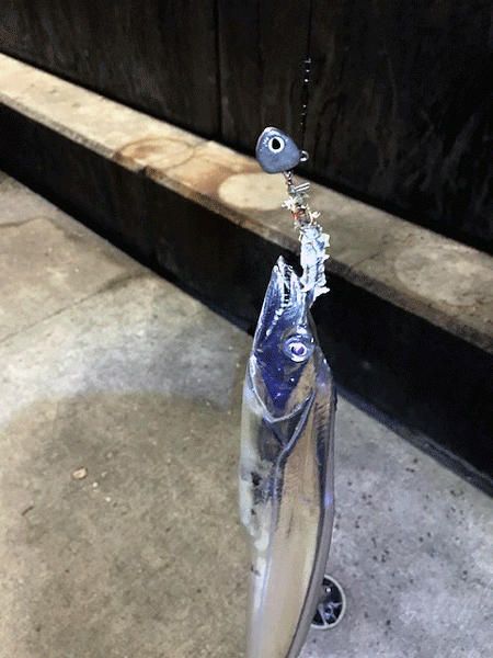 坊勢タチウオ(2018-3)