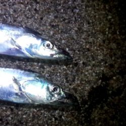 釣れるとデカい！