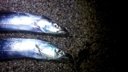 釣れるとデカい！