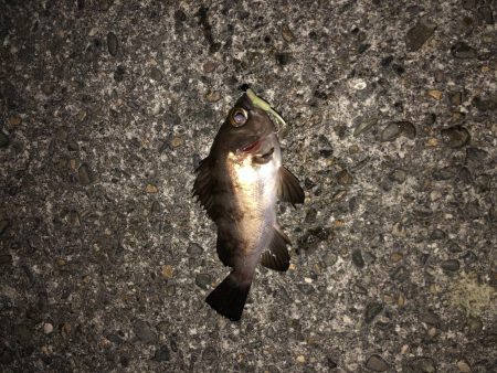 メバリング特訓