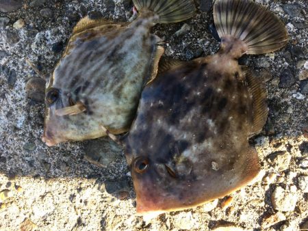 深夜エギング、朝まずめショアジギ、サビキ