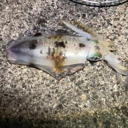 秋イカ自己最高800g