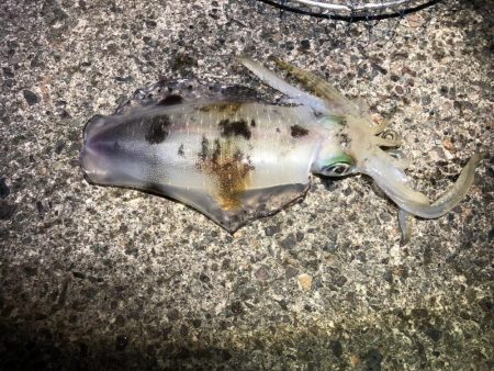 秋イカ自己最高800g